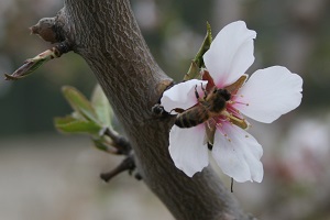 IGP Miel de provence, abeille sur fleur d'amandier